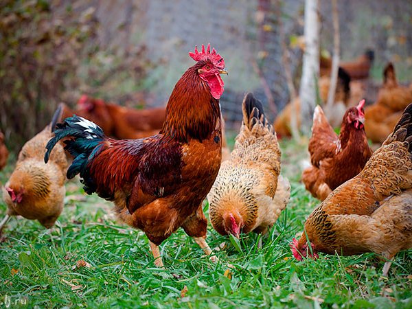 Породы куриц | ЗооТом - продажа, вязка и услуги для животных в Медногорске