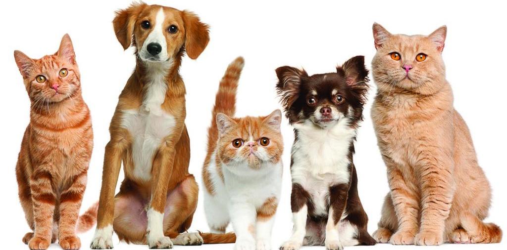 Доска объявлений о животных | ЗооТом - продажа, вязка и услуги для животных в Медногорске