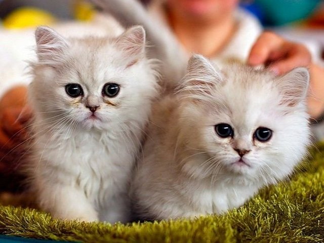 Породы кошек в Медногорске | ЗооТом портал о животных