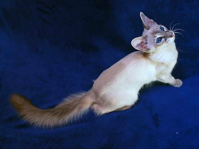 Выведенные породы кошек в Медногорске | ЗооТом портал о животных