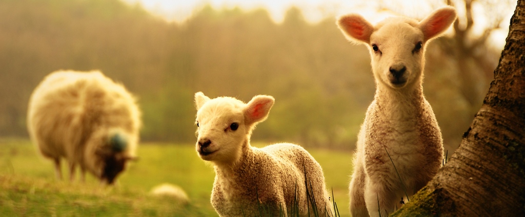 Объявления о сельскохозяйственных животных | ЗооТом - продажа, вязка и услуги для животных в Медногорске